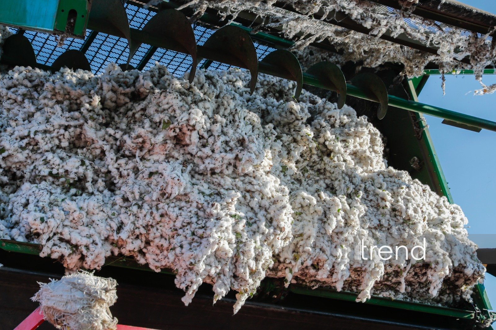 Gələn il pambıq üzrə məhsul əmsalı bu bölgələrə şamil ediləcək