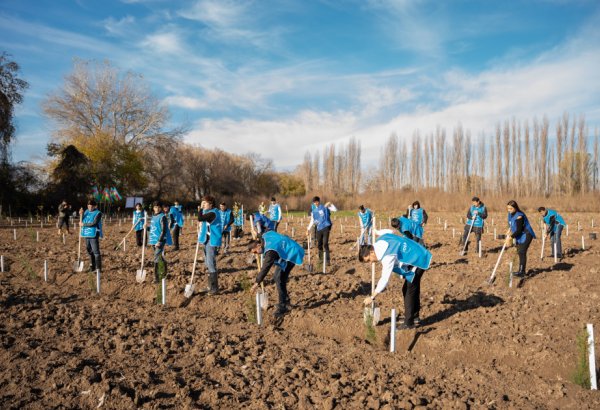 IDEA Sabirabad və Cəlilabad rayonlarında kütləvi ağacəkmə aksiyaları təşkil edib (FOTO)