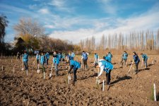 IDEA Sabirabad və Cəlilabad rayonlarında kütləvi ağacəkmə aksiyaları təşkil edib (FOTO)