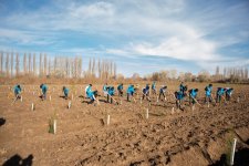 IDEA Sabirabad və Cəlilabad rayonlarında kütləvi ağacəkmə aksiyaları təşkil edib (FOTO)