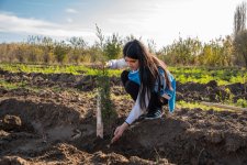 IDEA Sabirabad və Cəlilabad rayonlarında kütləvi ağacəkmə aksiyaları təşkil edib (FOTO)