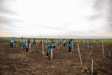 IDEA Sabirabad və Cəlilabad rayonlarında kütləvi ağacəkmə aksiyaları təşkil edib (FOTO)