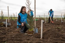 IDEA Sabirabad və Cəlilabad rayonlarında kütləvi ağacəkmə aksiyaları təşkil edib (FOTO)