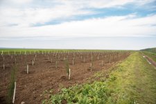 IDEA Sabirabad və Cəlilabad rayonlarında kütləvi ağacəkmə aksiyaları təşkil edib (FOTO)