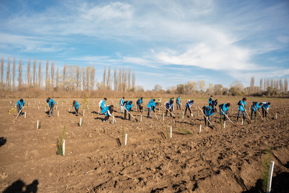 IDEA Sabirabad və Cəlilabad rayonlarında kütləvi ağacəkmə aksiyaları təşkil edib (FOTO)