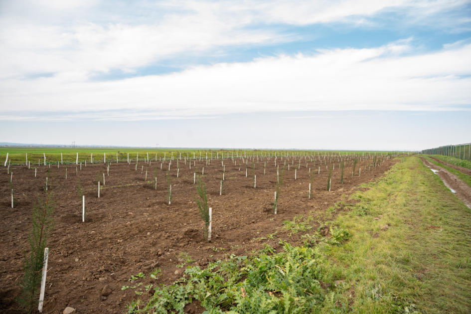IDEA Sabirabad və Cəlilabad rayonlarında kütləvi ağacəkmə aksiyaları təşkil edib (FOTO)