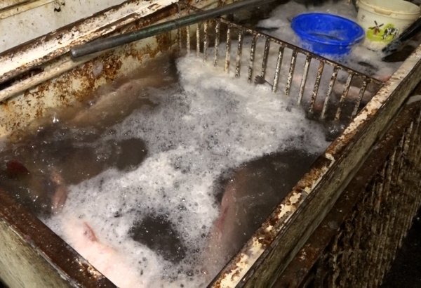 8-ci km bazarında balıq kürüsü satışında ciddi nöqsanlar aşkarlanıb (FOTO)