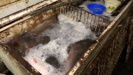 8-ci km bazarında balıq kürüsü satışında ciddi nöqsanlar aşkarlanıb (FOTO)