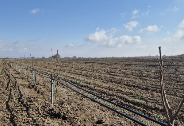 Ötən il təyinatı dəyişdirilən torpaqların sahəsi məlum oldu
