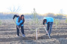 IDEA Bərdə və Beyləqanda kütləvi ağacəkmə aksiyaları təşkil edib (FOTO)