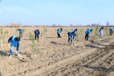 IDEA Bərdə və Beyləqanda kütləvi ağacəkmə aksiyaları təşkil edib (FOTO)