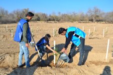 IDEA Bərdə və Beyləqanda kütləvi ağacəkmə aksiyaları təşkil edib (FOTO)
