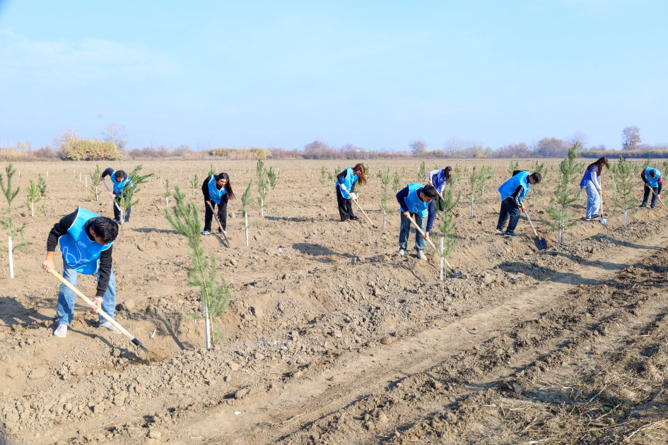 IDEA Bərdə və Beyləqanda kütləvi ağacəkmə aksiyaları təşkil edib (FOTO)