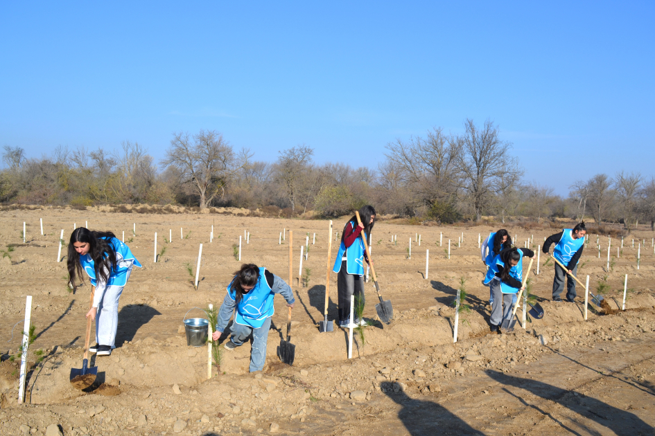 IDEA Bərdə və Beyləqanda kütləvi ağacəkmə aksiyaları təşkil edib (FOTO)