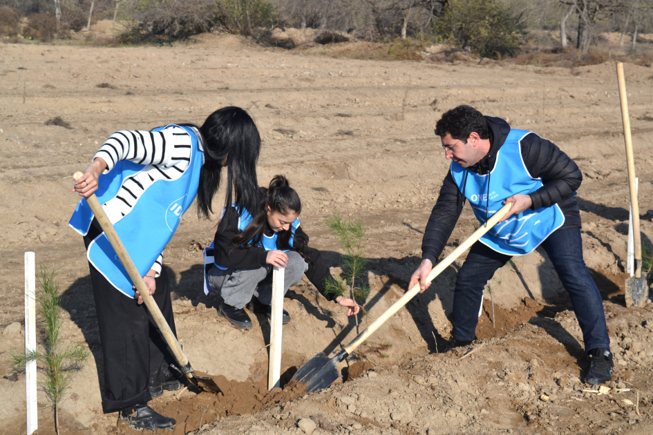 IDEA Bərdə və Beyləqanda kütləvi ağacəkmə aksiyaları təşkil edib (FOTO)