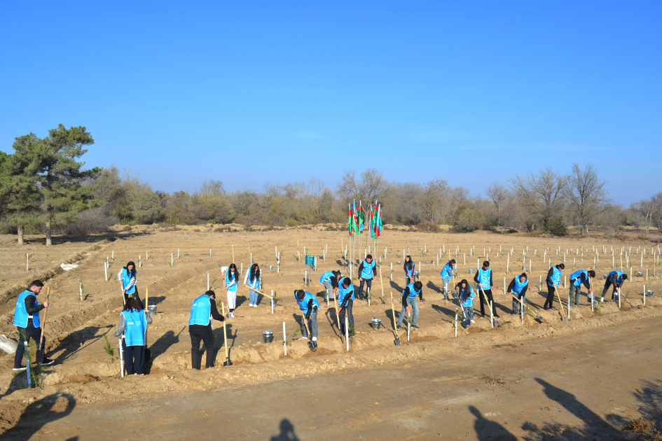 IDEA Bərdə və Beyləqanda kütləvi ağacəkmə aksiyaları təşkil edib (FOTO)