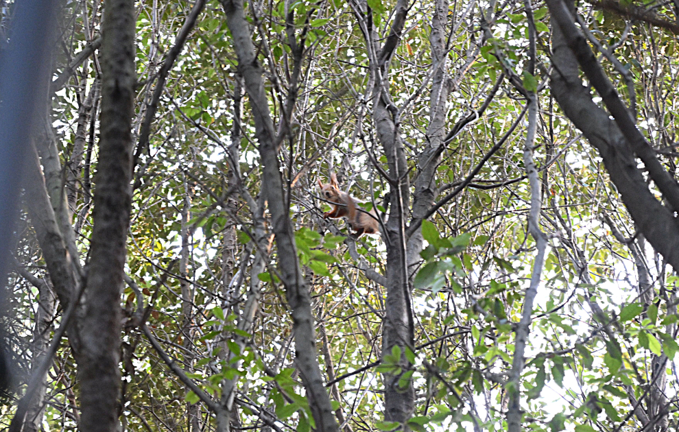 Heydər Əliyev Fondunun vitse-prezidenti Leyla Əliyeva Mərkəzi Nəbatat bağında uşaqlar üçün təşkil olunan tədbirdə iştirak edib (FOTO)