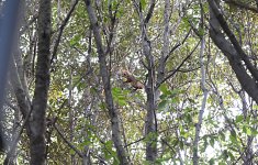Heydər Əliyev Fondunun vitse-prezidenti Leyla Əliyeva Mərkəzi Nəbatat bağında uşaqlar üçün təşkil olunan tədbirdə iştirak edib (FOTO)