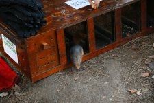Heydər Əliyev Fondunun vitse-prezidenti Leyla Əliyeva Mərkəzi Nəbatat bağında uşaqlar üçün təşkil olunan tədbirdə iştirak edib (FOTO)