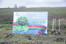 Xaçmazda növbəti ağacəkmə aksiyası keçirilib (FOTO)