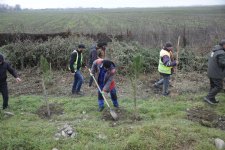 Xaçmazda növbəti ağacəkmə aksiyası keçirilib (FOTO)