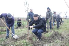 Xaçmazda növbəti ağacəkmə aksiyası keçirilib (FOTO)