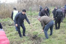 Xaçmazda növbəti ağacəkmə aksiyası keçirilib (FOTO)
