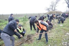 Xaçmazda növbəti ağacəkmə aksiyası keçirilib (FOTO)