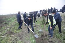 Xaçmazda növbəti ağacəkmə aksiyası keçirilib (FOTO)