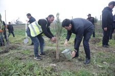 Xaçmazda növbəti ağacəkmə aksiyası keçirilib (FOTO)