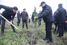 Xaçmazda növbəti ağacəkmə aksiyası keçirilib (FOTO)