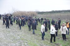 Xaçmazda növbəti ağacəkmə aksiyası keçirilib (FOTO)