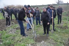 Xaçmazda növbəti ağacəkmə aksiyası keçirilib (FOTO)