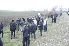 Xaçmazda növbəti ağacəkmə aksiyası keçirilib (FOTO)