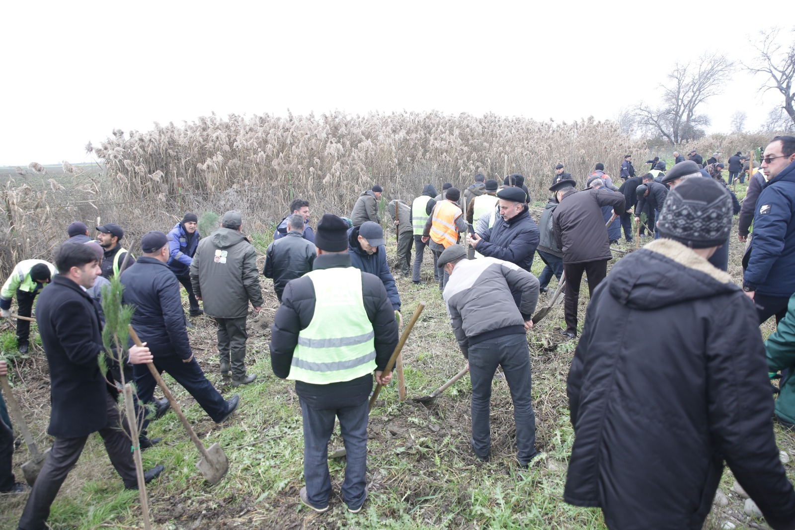 Xaçmazda növbəti ağacəkmə aksiyası keçirilib (FOTO)