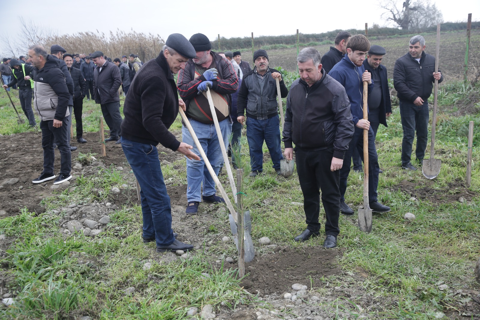 Xaçmazda növbəti ağacəkmə aksiyası keçirilib (FOTO)