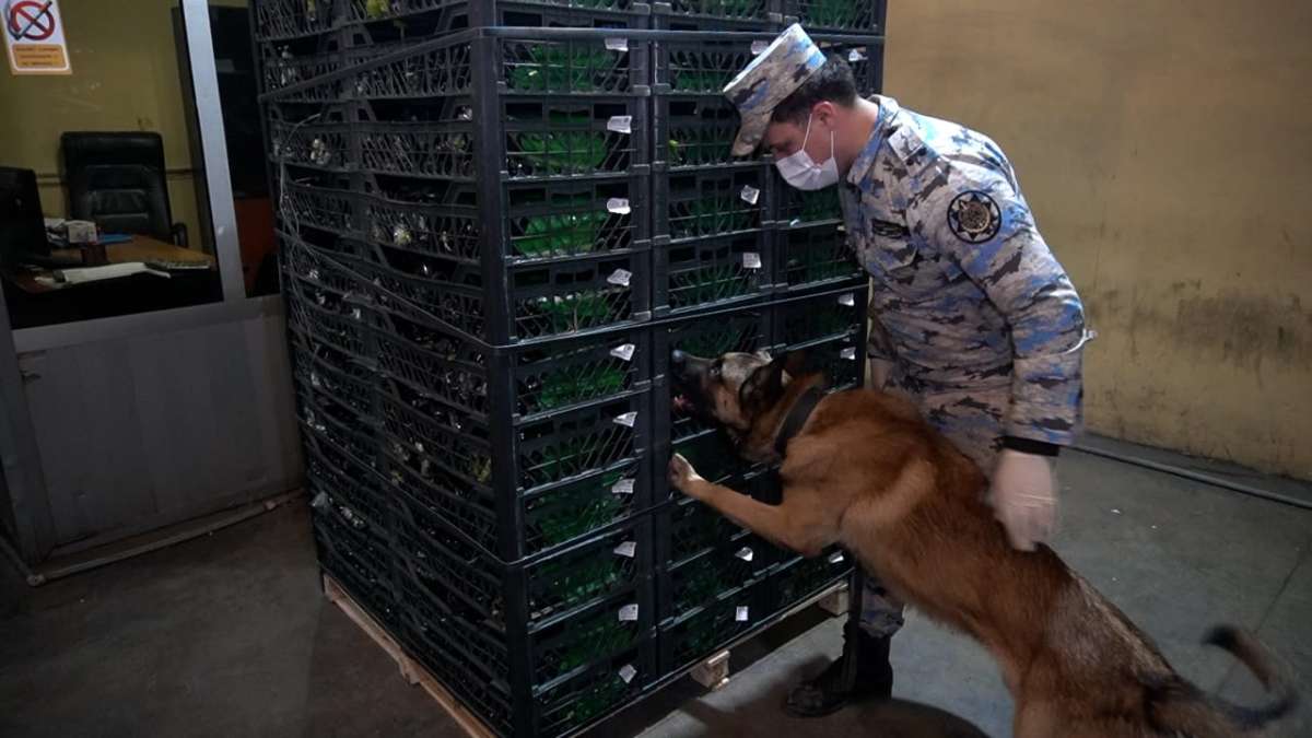 Astarada 148 kiloqramdan artıq narkotik vasitə aşkar edilib (FOTO)