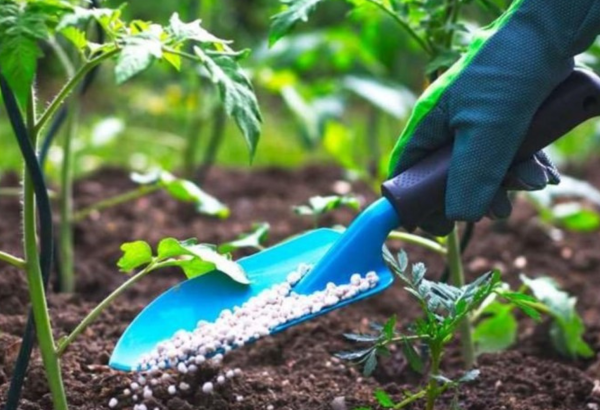 Azərbaycanın gübrə ixrac və idxalının həcmi məlum olub