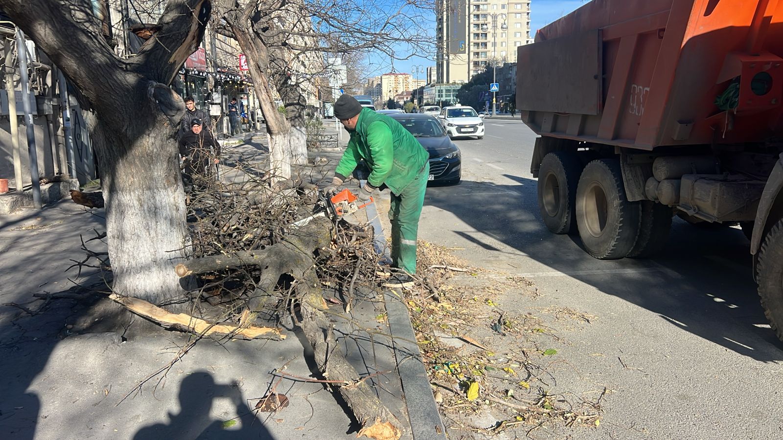 Bakıda güclü külək nəticəsində 8 ağac sınıb (FOTO)