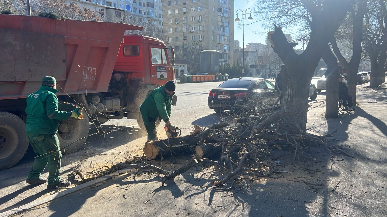 Bakıda güclü külək nəticəsində 8 ağac sınıb (FOTO)