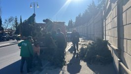 Bakıda güclü külək nəticəsində 8 ağac sınıb (FOTO)