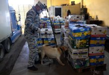 "Qarpız" yükünün içərisində xüsusilə külli miqdarda narkotik vasitə aşkarlanıb (FOTO)