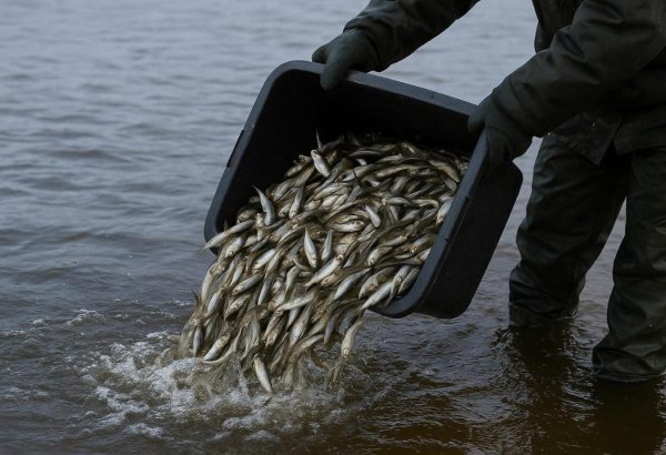 2026-cı ildə balıq ovuna verilən icazə limiti təsdiqləndi - Kvotaların ov növləri üzrə bölgüsü