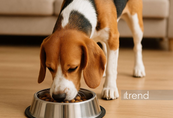 İt yeməkləri iqlimə gözlənildiyindən daha çox təsir edir - Araşdırma