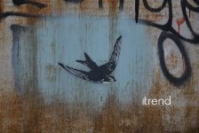 Bakı küçələrində qraffiti sənəti - duya, danışa və dəyişə bilən canlı orqanizm (FOTO)