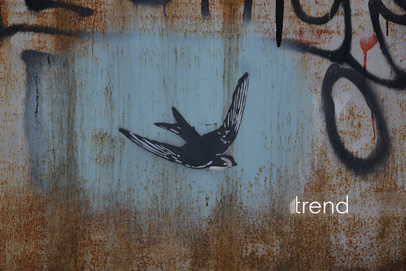 Bakı küçələrində qraffiti sənəti - duya, danışa və dəyişə bilən canlı orqanizm (FOTO)