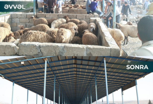 Şamaxı və Göyçay heyvan satışı bazarları açıldı