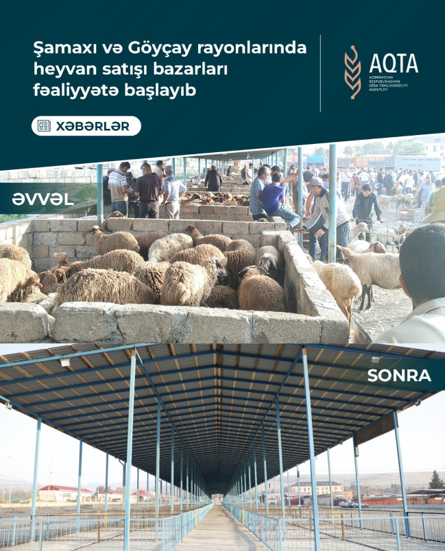 Şamaxı və Göyçay heyvan satışı bazarları açıldı