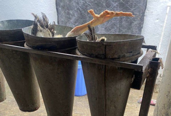 İsmayıllıda qanunsuz fəaliyyət göstərən quş kəsimi sexi aşkarlandı (FOTO)