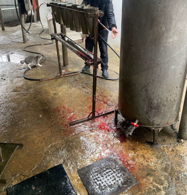 İsmayıllıda qanunsuz fəaliyyət göstərən quş kəsimi sexi aşkarlandı (FOTO)